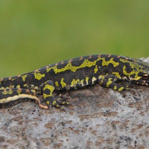 marbled newt2