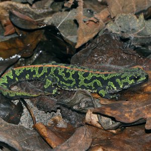 marbled newt6