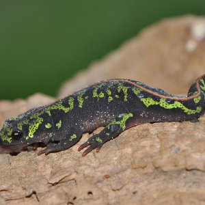 marbled newt3