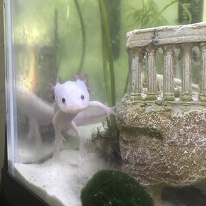 My axolotl Neco
