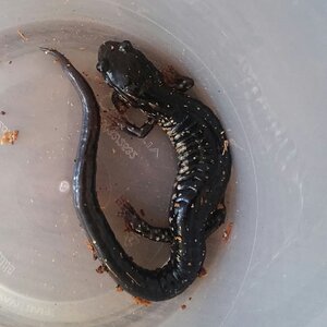 Plethodon glutinosus