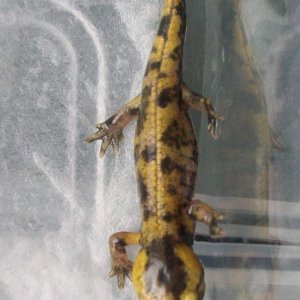 S s salamandra  (Ukraine)