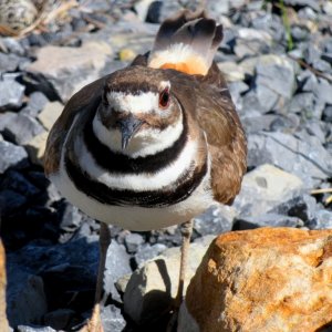 Momma killdeer, wondering why I'm that close to her babies