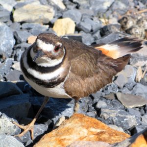 Our trained attack killdeer