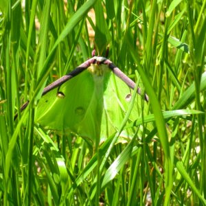 Luna moth (wingspan: 5 inches)