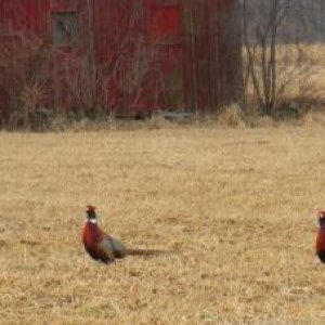 Pheasants

*in phony British accent*
"Hark! Bob, I do believe she's watching us!"
"Do tell, Chester! Act aloof!"