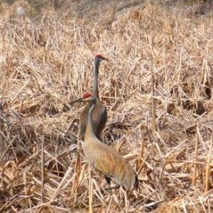 Sandhill Cranes