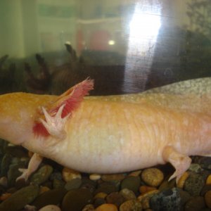 big axolotl 001