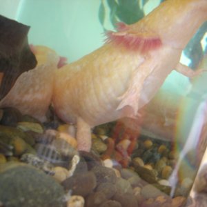 big axolotl 010