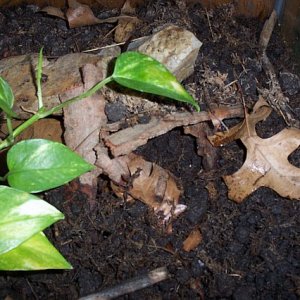 a. maculatum (communal<2>) hide