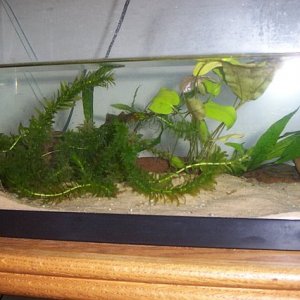 new sand noto full tank view