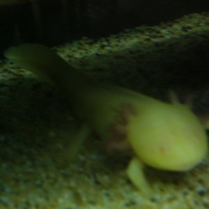 Axolotl Hermes