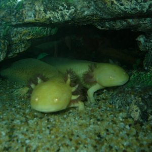 Axolotl Athena and Hermes - Note the difference between golden albino and axanthic albino