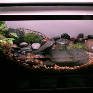 my D. tenebrosus vivarium.

you can't really see in this picture, but this is a false bottom set up with an external filter.