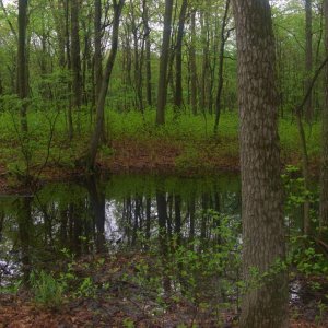 Vernal pool in the middle of May.