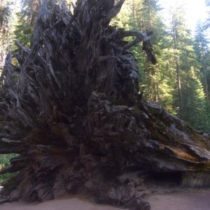 A fallen great sequoia in Great Sequoia Park.