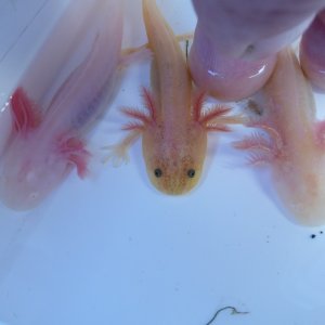 golden leucistic among standard albino and golden albino, all from the same hatching