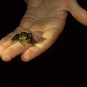 This frog I can't really identify, but I think it's a young Bullfrog.

Thanks to amkid247 for ID.