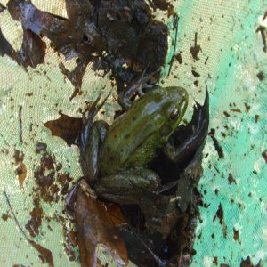 A beautiful Green Frog.