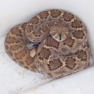 Our first rattlesnake of the season.  Its a little one.