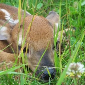 Cute little fawn