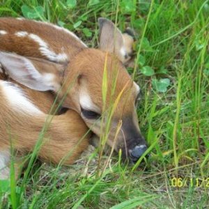 Fawn again.