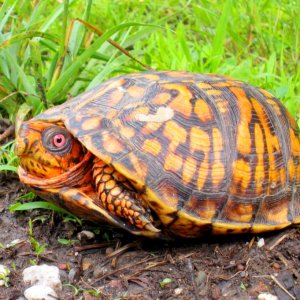 Eastern Box Turtle (male), Terrepene c. carolina