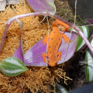 red eft 090606