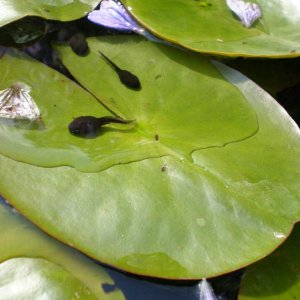 tadpoles