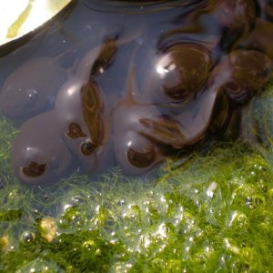 tadpoles