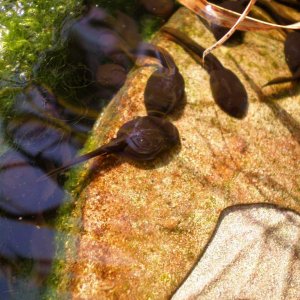 tadpole kiss