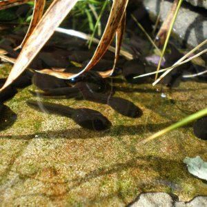 tadpoles sunbathing