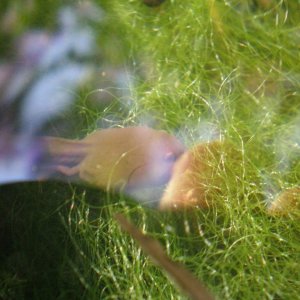 tadpole chowin' down, can just see his legs have started growing!