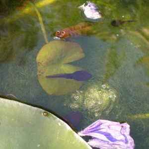 solitary tadpole