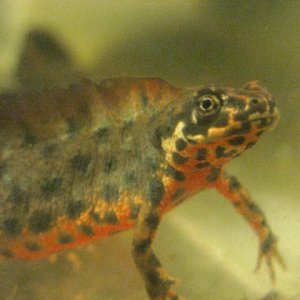 Crested male