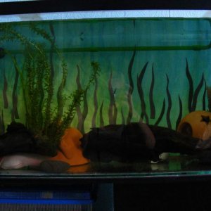 The four foot tank, now the 'boys' tank