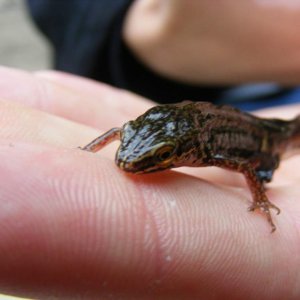 A male smooth newt (I think!) we went pond diping in a local wildlife pond