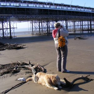 Me birdwatching (oystercatchers), Cassie's bored waiting! The best view you'll get of me!