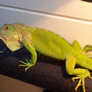 Green Iguana 
(Does not like cameras!)