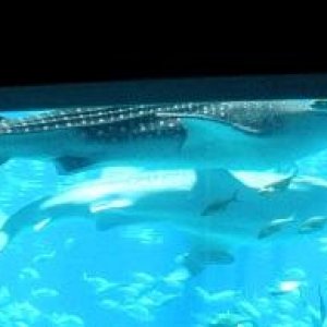 Whale sharks (as well as the largest plexiglass wall in the world, holding back a buttload of water, and fish, and sharks, and rays, and all sorts of 