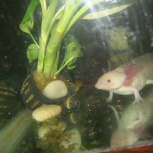 my axolotl colipso