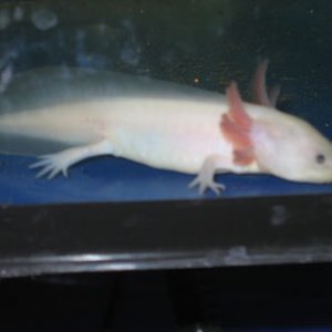 This is Fumi in her tank at the store