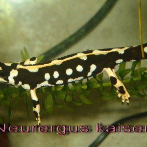 Neurergus kaiseri one year old