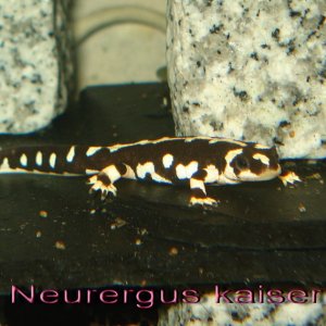 Neurergus kaiseri one year old