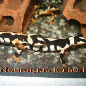 Neurergus kaiseri one year old