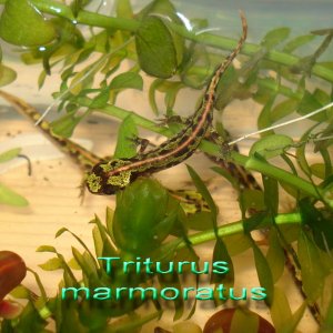 Triturus marmoratus babys