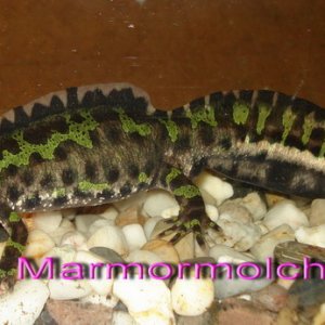 Triturus marmoratus