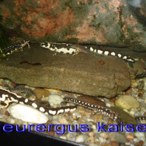 Neurergus kaiseri family