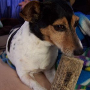 Pocket (Classic Jack Russel)