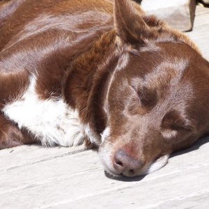 Tilly (Breed- Red Kelpie Cloud)